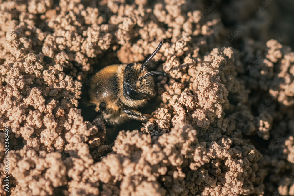 Wall mural Cellophane ground nesting mining bee (Colletes bee) emerging from an underground nest burrow tunnel in early spring on Long Island, New York.