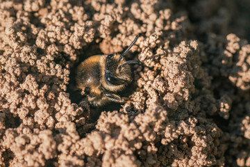 Cellophane ground nesting mining bee (Colletes bee) emerging from an underground nest burrow tunnel in early spring on Long Island, New York.