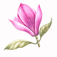 Fototapeta na wymiar Rose watercolor magnolia. Set of differents pink flower on white background. Elegant spring floral illustration