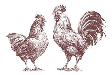 Fototapeta Chicken hen and rooster. Poultry farm, animals. Generative AI. Hand drawn sketch vintage vector illustration obraz