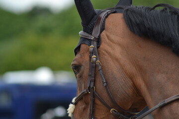 Obraz premium Bay horse wearing a black ear bonnet