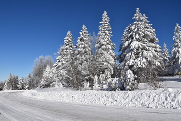 A frosty forest in winter, Sainte-Apolline, Québec, Canada