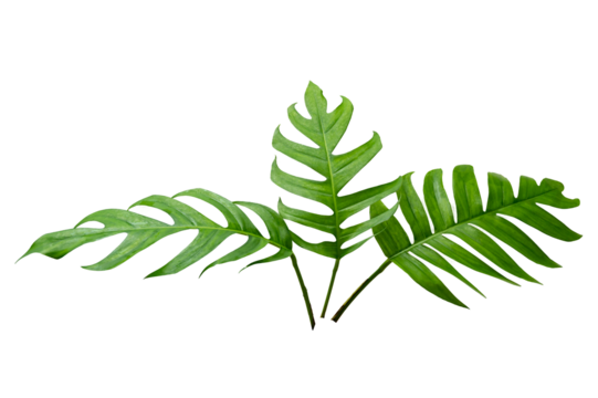 Monstera leaves leaves with Isolate  Leaves on transparent background PNG file