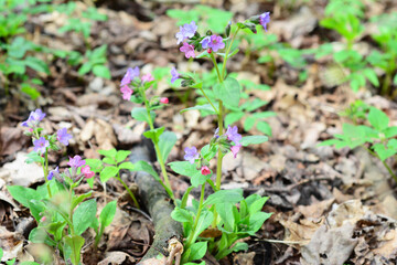 Pulmonaria obscura or unspotted lungwort, is an excellent early-flowering nectar source for bees. Early spring flowering pulmonaria obscura plant to attract pollinators.