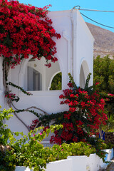 Balcony, overgrown with bright crimson flowers, in a white building. Resort style, mediterranean.