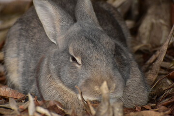 大久野島ののうさぎ