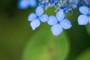 京都 梅雨の大原三千院に咲く淡いブルーの紫陽花の花