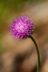 Alpen-Distel (Carduus defloratus)	