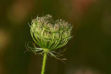 Wilde Möhre (Daucus carota subsp. carota)	