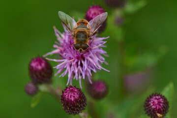 Image of Blüten der Acker-Kratzdistel (Cirsium arvense) mit Schwebfliege printed on Printed Glass Placemats