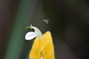Melipona bee flying over a yellow flower