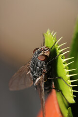 sarcophaga carnaria fly macro photo