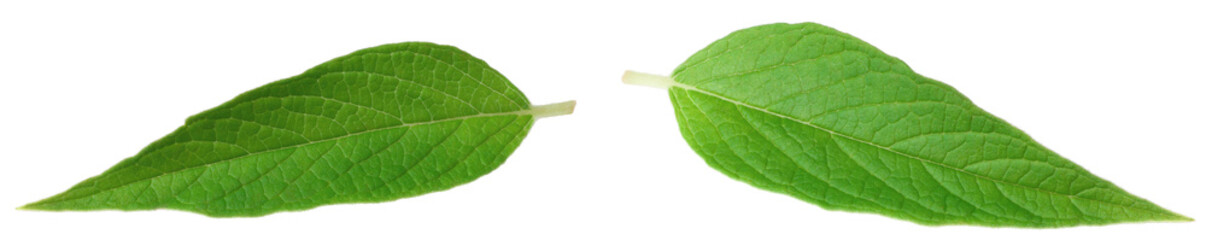 Fresh sesame leaves isolated on the white background.