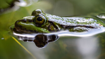Frosch auf der Lauer