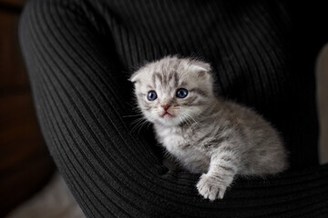 Small british shorthair cat in females hands. Scottish fold kitten. Pet concept. Copy space