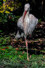 White stork under the oak. Latin name - Ciconia ciconia  © Mikhail Blajenov