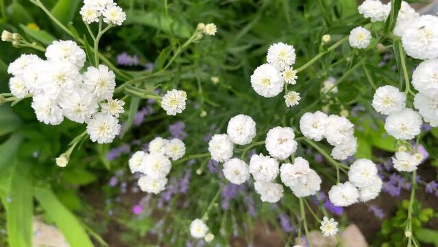 Achillea ptarmica or neezewort or sneezeweed ballerina many white flowers with green leaves