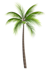 Coconut palm tree with green fresh green coconut isolated on white transparent background 03