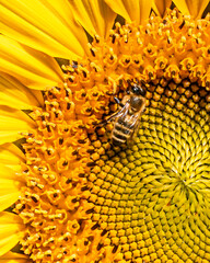 bee and sunflower