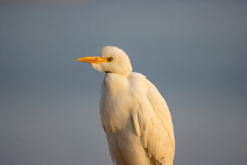 Cattle Egret (Bubulcus ibis) close up with a pale blue background