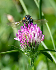 bee on a flower