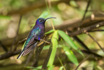 Fototapeta na wymiar Violet Sabrewing - Campylopterus hemileucurus, beautiful blue hummingbird from Volcán, Panama.