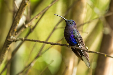 Violet Sabrewing - Campylopterus hemileucurus, beautiful blue hummingbird from Volcán, Panama.