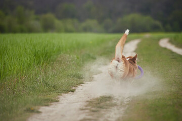 Happy Welsh Corgi Pembroke dog playing with puller in the spring field
