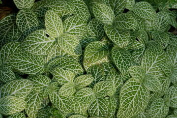 Leaves of Fittonia Albivenis or Nerve plant. Leaves background and texture. Copy space