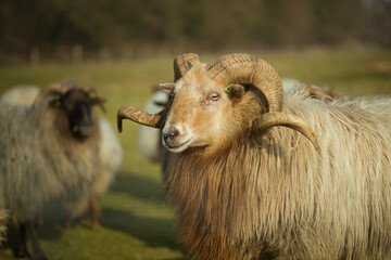 Obraz premium Horizontal portrait of a sheep with horns, amidst a flock, herd on a sunny day. Dutch Drents Heideschaap with selective focus, blurred background