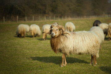 Horizontal portrait of a sheep with horns, amidst a flock, herd on a sunny day. Dutch Drents Heideschaap with selective focus, blurred background and copy space