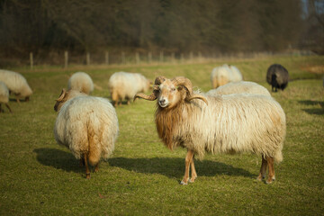 Fototapeta premium Horizontal portrait of a sheep with horns, amidst a flock, herd on a sunny day. Dutch Drents Heideschaap with selective focus, blurred background
