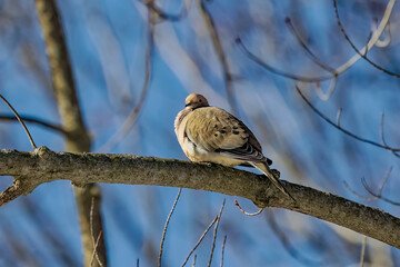 The mourning dove (Zenaida macroura) also known as the American mourning dove, the rain dove, and colloquially as the turtle dove, and was once known as the Carolina pigeon and Carolina turtledove