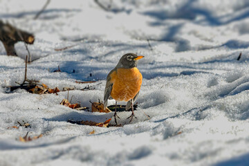 American robin (Turdus migratorius) , birds  looking for food in the snow in the park.