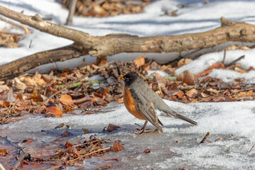 American robin (Turdus migratorius) , birds  looking for food in the snow in the park.