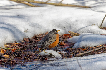 American robin (Turdus migratorius) , birds  looking for food in the snow in the park.