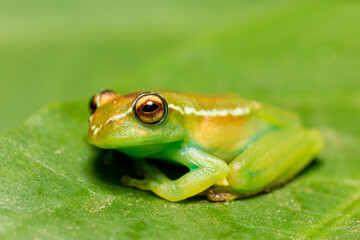 Boophis rappiodes, endemic species of frog in the family Mantellidae. Ranomafana National Park, Madagascar wildlife animal