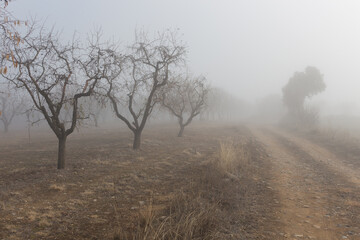 Almond trees with fog
