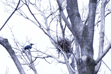 巣作りをするカラス