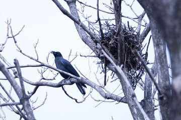 巣作りをするカラス