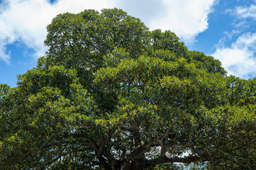 Obraz premium green in the park, big tree green leafs fresh air outdoor activity, tree oxygen for earth