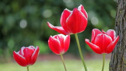 Tulipani rossi con bordi bianchi nel giardino 
