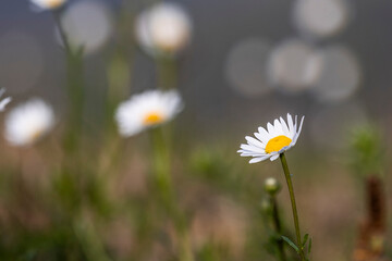 Flor de Margarida 