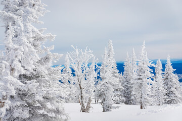 frozen snow-covered trees on the top of the mountain, trees in the snow