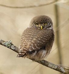 Eurasian pygmy owl (Glaucidium passerinum) looking back in the forest.