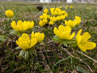 bunch of spring flowers in yellow color