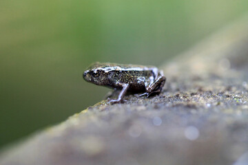 Fototapeta premium A young frog just transformed from tadpole 