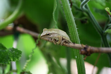 Jungle frog hanging from the plant
