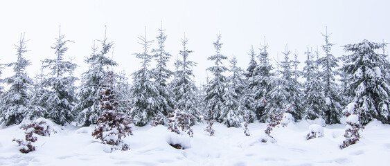 Snowy fir trees in winter forest.