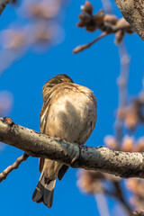 Common Chaffinch perched on a tree branch